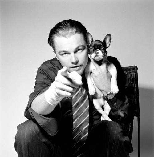 leonardo-dicaprio-french-bulldog-django-p01