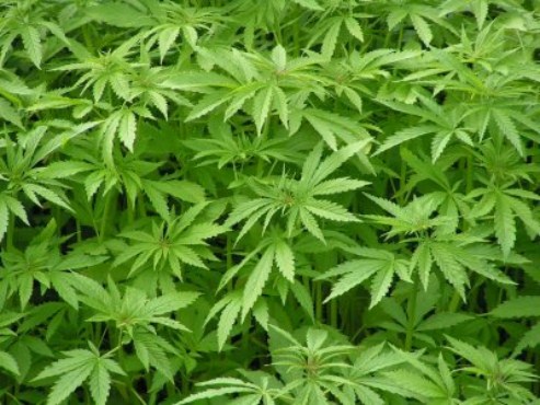 La Policía destruyó un cultivo de marihuana en Barbosa 1 marihuana Copiar