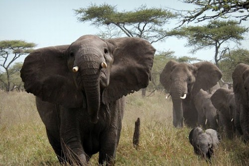 Fotógrafo se acercó demasiado a una manada de elefantes y acabó asesinado por ellos