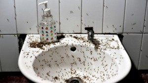 imagen-bano-repleto-moscas-Pekin