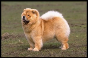 chowchow