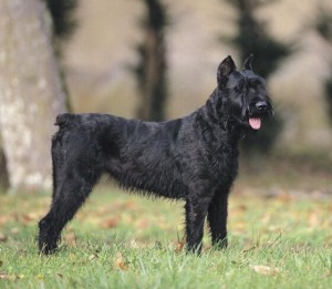 razas_comp_schnauzer gigante_2