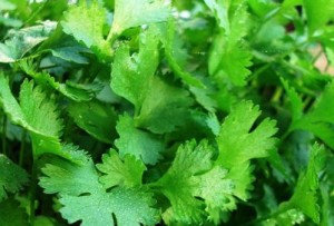 cilantro2