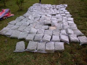 marihuana tipo cripi