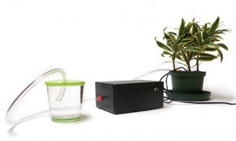 plantas autosuficientes