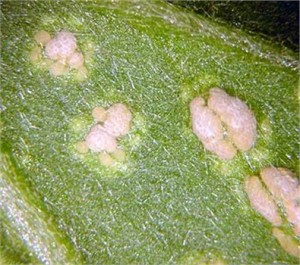 puccinia-horiana-03(1)