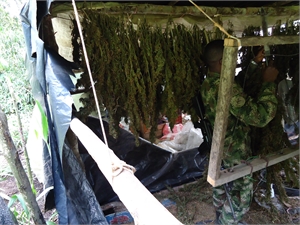 Foto 2 Marihuana en Producción(1)