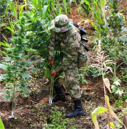 foto 1 Erradicación(1)