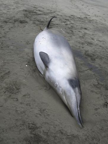 La-ballena-mas-rara-del-mundo-es-identificada-por-primera-vez-en-Nueva-Zelanda