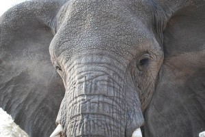 africano-elefante-600x402