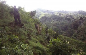 ERRADICACIÓN SAN LUIS (1) (Copiar)