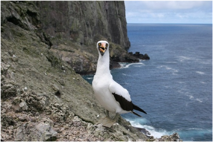 El Destino de Malpelo