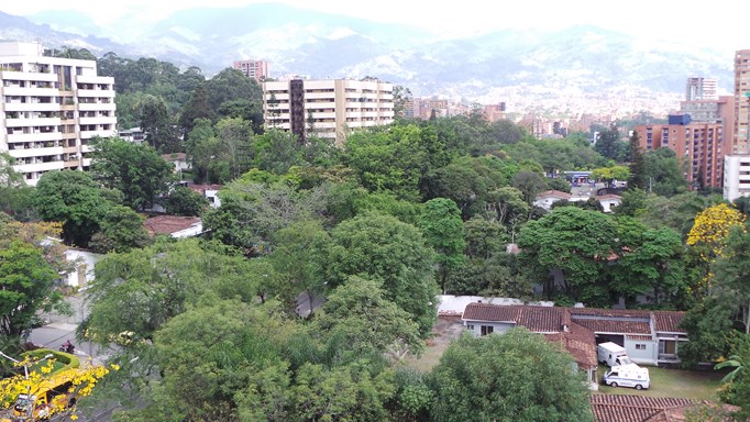 Se mantienen las protestas por tala del ‘Túnel verde’