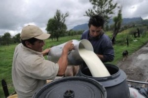 Sector lechero (Copiar)