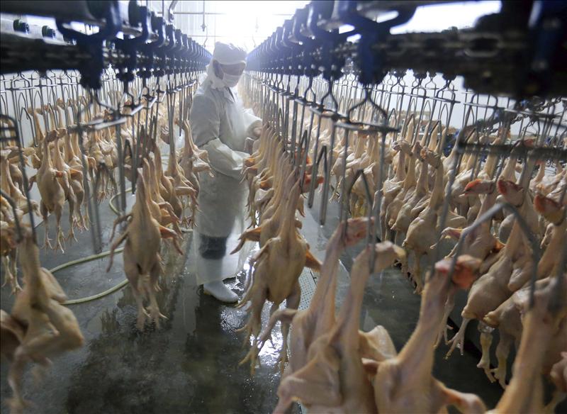 La policía china ha destapado una red de venta de partes de pollo -principalmente patas, muy consumidas en el país como aperitivo- que eran almacenadas sin las adecuadas condiciones sanitarias y algunas de ellas caducadas desde hace 46 años, informa hoy la prensa del país asiático. EFE/Archivo
