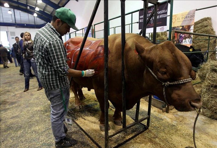 Un trabajador prepara un ejemplar de ganadería para su exhibición en Agroexpo, una de las ferias agropecuarias más importantes de América Latina, que abrió sus puertas en Bogotá (Colombia). EFE