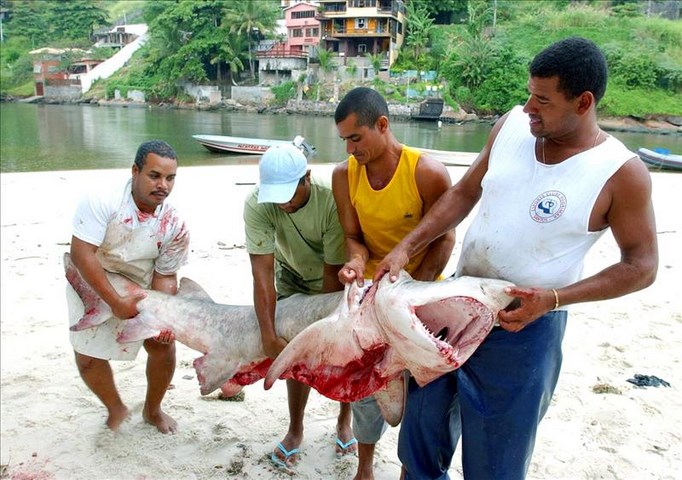 Una joven de 18 años muere tras el ataque de un tiburón en una playa brasileña. 2 Una joven de 18 años muere tras el ataque de un tiburón en una playa brasileña Pescadores brasileños sacan un tiburón de la playa de Barra da Tijuca, en la zona oeste de Río de Janeiro (Brasil). EFE/Archivo