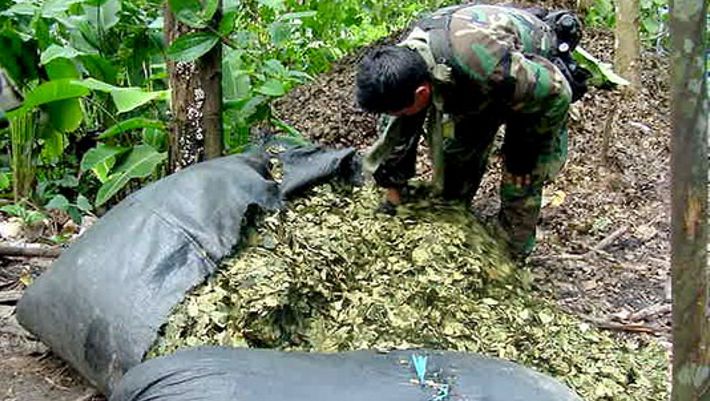 Erradicada una hectárea de matas de coca