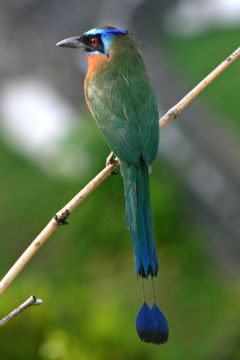 240px-Blue-crowned_Motmot_back_2