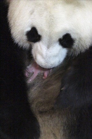 Fotografía facilitada por el Zoo de Madrid de Hua Zui Ba, la hembra de oso panda gigante con su cachorro. EFE