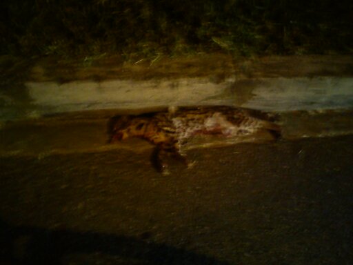 Tigrillo atropellado en la vía las Palmas, Medellín.|Foto: Jorge M. Cadavid- Minuto30.