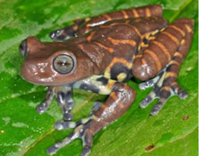 La rana había sido confundida con otra especie existente desde Ecuador hasta Colombia