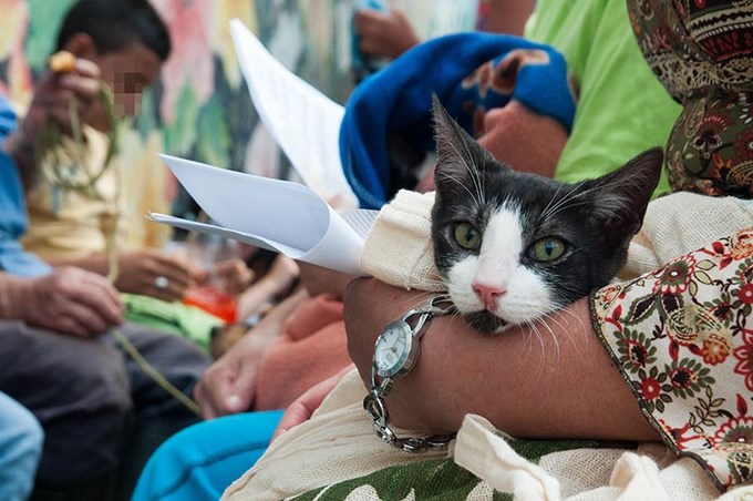 Gran jornada de control de natalidad para los gatos y los perros de la Ciudad de Medellín