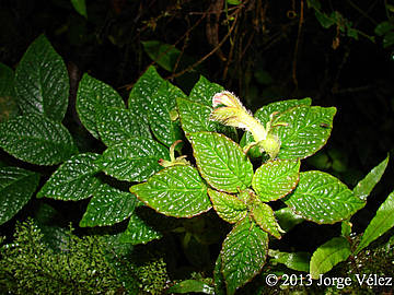 Descubren nuevas especies de plantas en Antioquia: Una es exclusiva del Páramo de Sonsón 5 Burmesitera bullatifolia, encontrada en Chocó y Valle del Cauca. Foto: Jorge Vélez