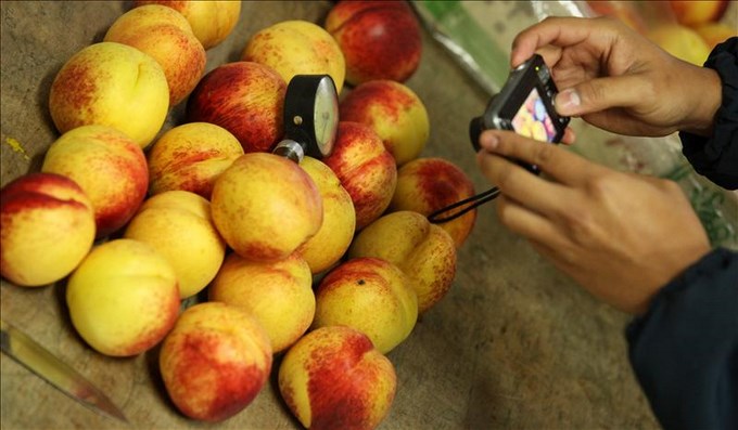 Grupo Fénix, los reyes de la fruta en Colombia y Ecuador. EFE.
