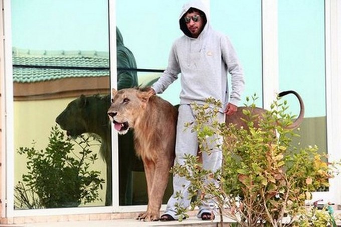 Fotos: Grandes felinos en casa, nueva moda entre los ricos de los Emiratos Árabes .