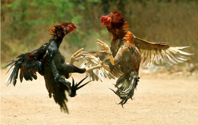 ri%C3%B1a de gallos Copiar
