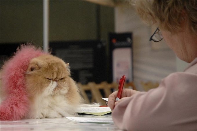 Datan la domesticación de los gatos hace 5.300 años en China