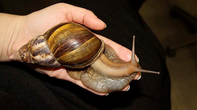 Autoridades ambientales alertan a los antioqueños  sobre plaga del caracol africano