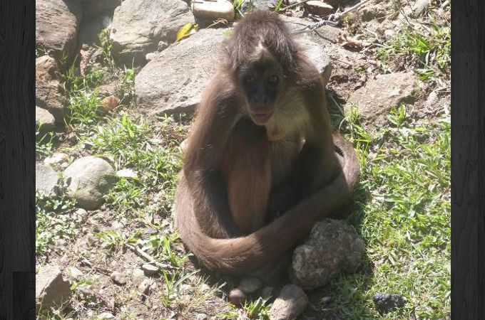 Mono Araña incautado en Girardota. Foto: Policía Meval