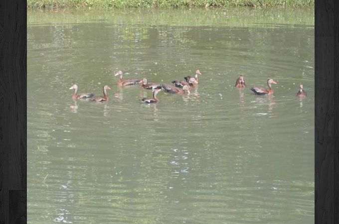 Patos Pisingos incautado en Girardota. Foto: Policía Meval