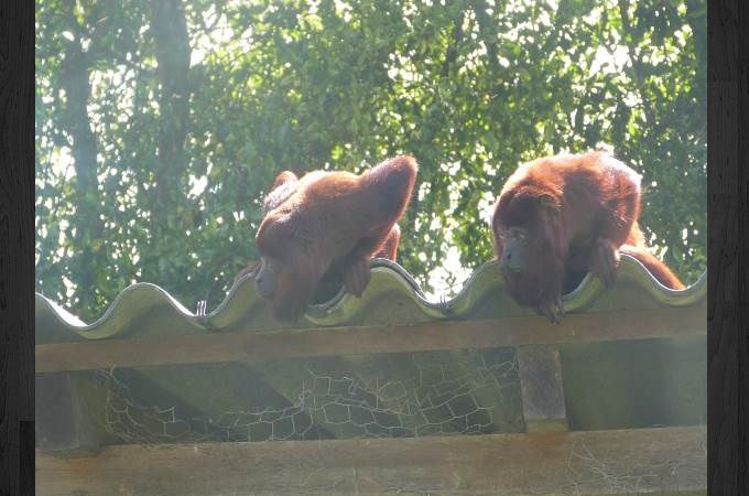 Monos aulladores incautados en Girardota. Foto: Policía Meval
