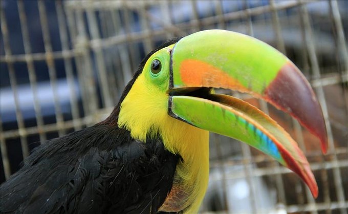 Las especies amenazadas también siguen las rutas de la droga desde América 1 5823684w Copiar