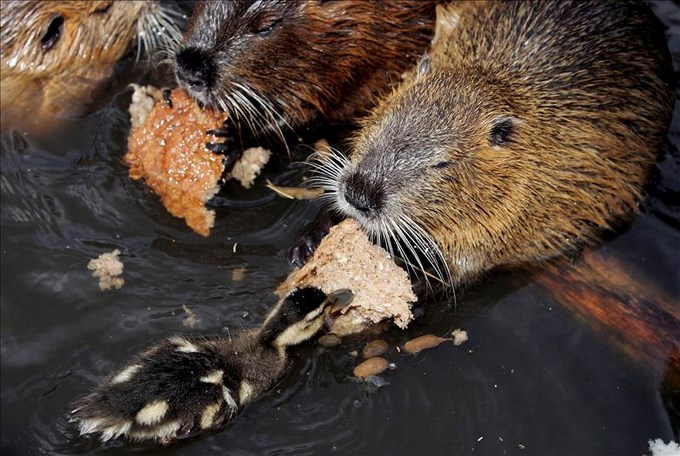 castor deja sin luz a una ciudad