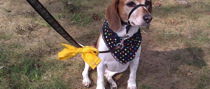 ¿Cinta amarilla en el collar de los perros, sabe qué significa?