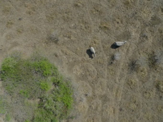 Rinocerontes vistos desde el aire. Fuente: CSIC.