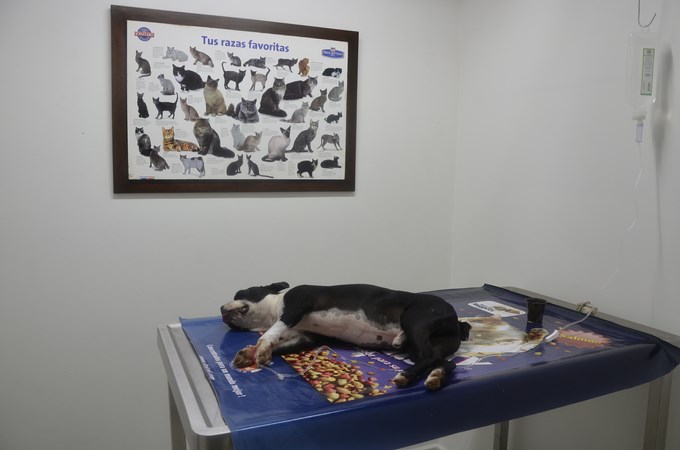 Foto: Guillermo Naranjo