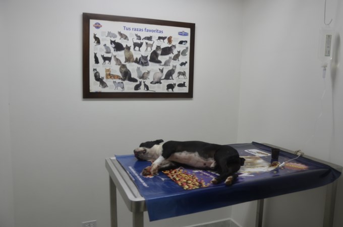 Foto: Guillermo Naranjo