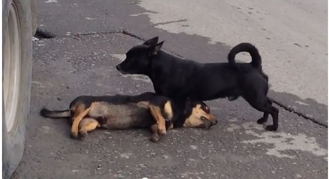 perro intente revivir a su amigo