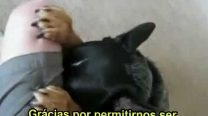 Perro que reza antes de comer. (Video).