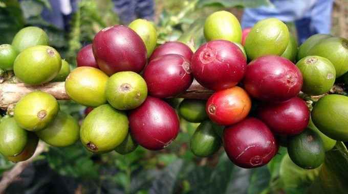 La Gobernación continúa fortaleciendo a los caficultores antioqueños 1 AgenciaUN 0225 4 05 Copiar1