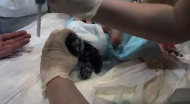 bebe jaguar boca a boca