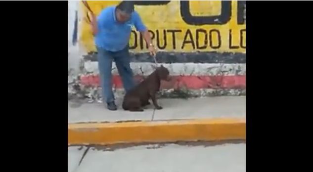 golpea a su perro