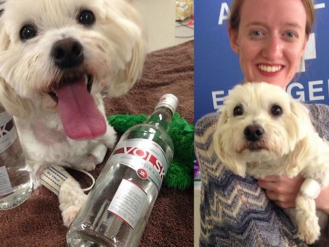 charlie se salva bebiendo vodka