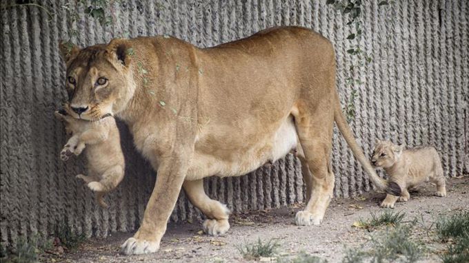 Una leonesa con sus crías en el zoo de Copenhague, Dinamarca. EFE