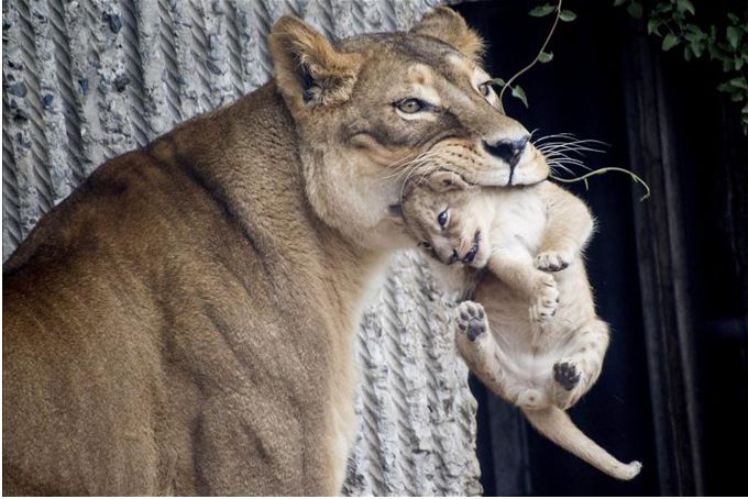 Fotografía de una leonesa y una de sus crías en el zoo de Copenhague, Dinamarca. EFE